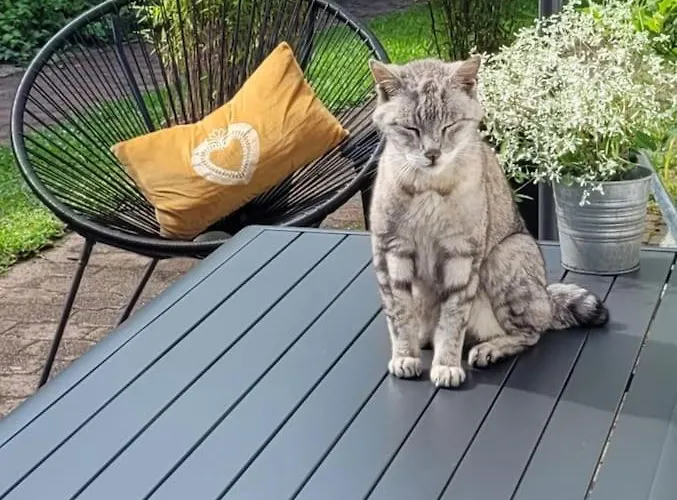 La Bruga Appartement